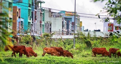 Chuyển đổi mục đích sử dụng đất đai: Những trở ngại